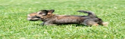 Shorkie dogs for sale: Stewart - Ad 9