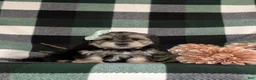 Morkie dogs for sale: Bethann 7 lbs Full Grown - Ad 3