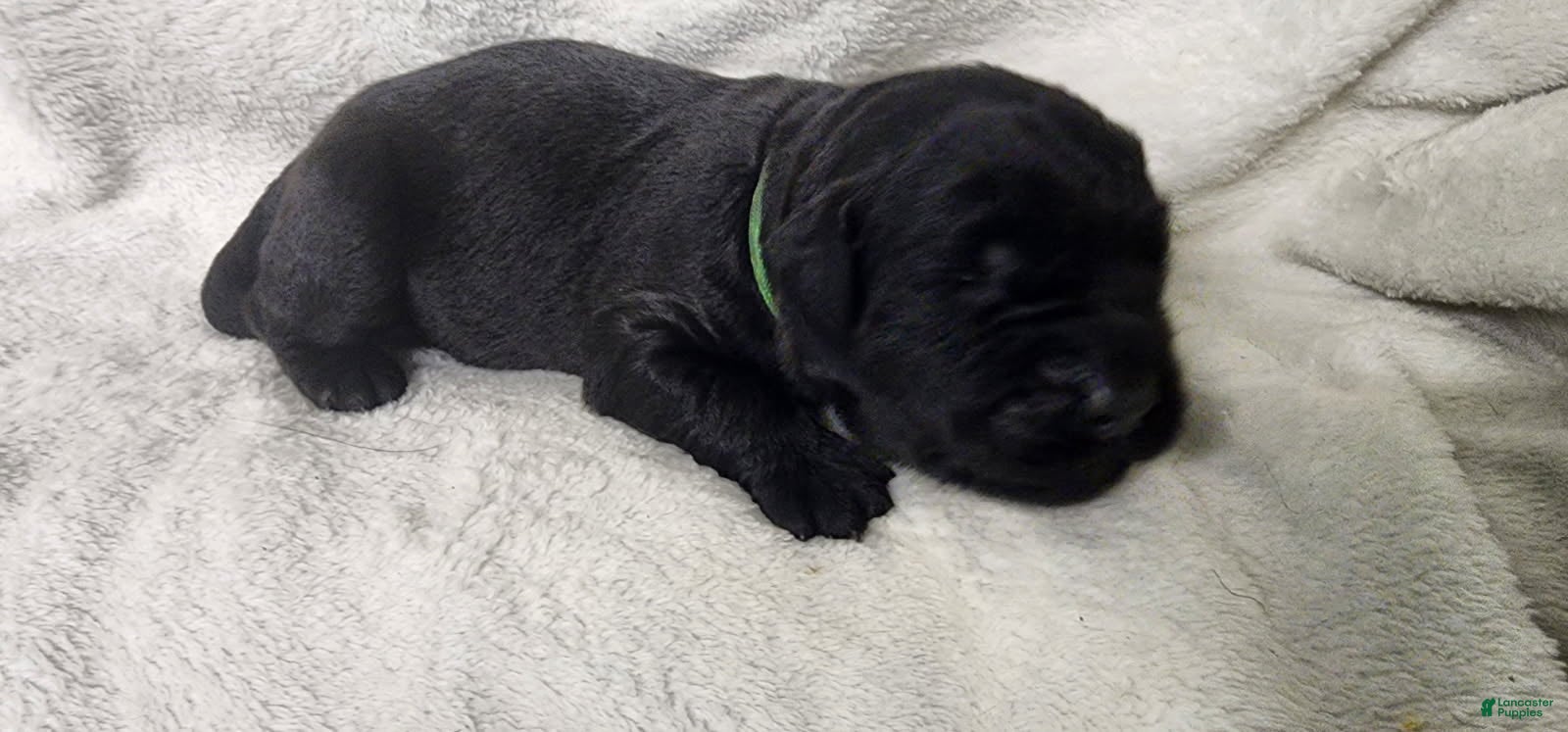 Newfoundland dogs Green - Ad 1
