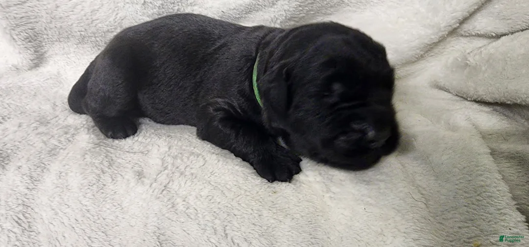 Newfoundland dogs for sale: Green - Ad 1