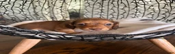 Miniature Dachshund dogs for sale: River - Ad 6