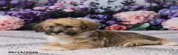 Corgipoo dogs for sale: Ronny - Ad 6