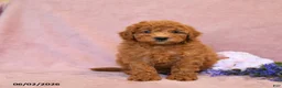 Cavapoo dogs for sale: Foxy - Ad 4