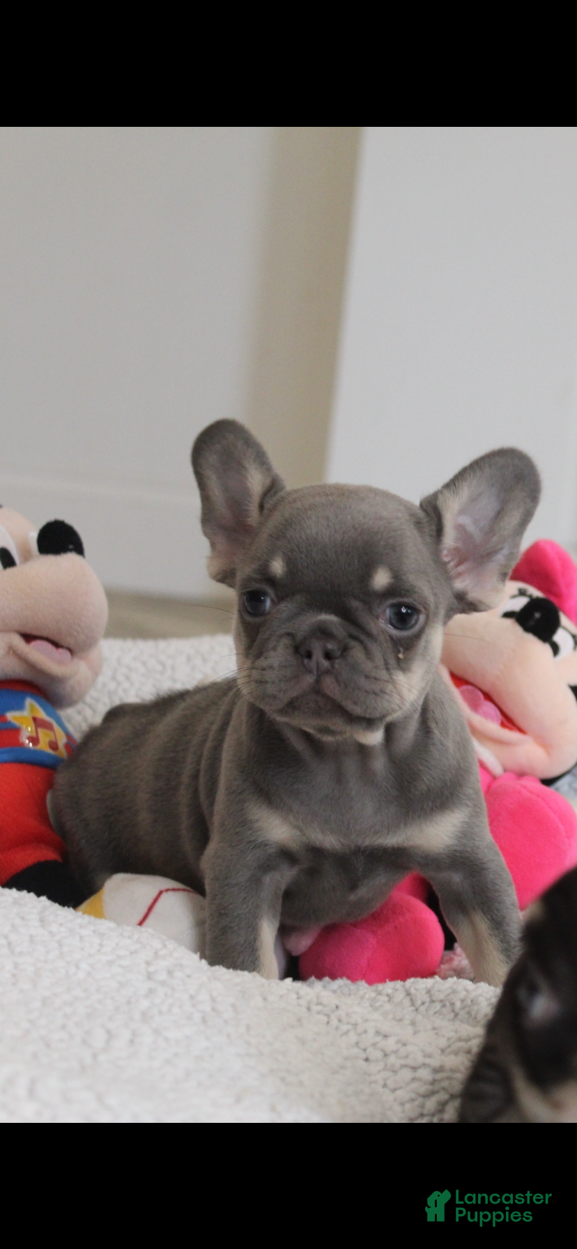 French Bulldog dogs French Bulldog Puppy 4 - Ad 1