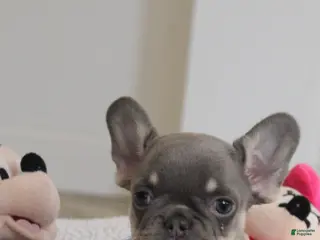 French Bulldog dogs for sale: French Bulldog Puppy 4 - Ad 3