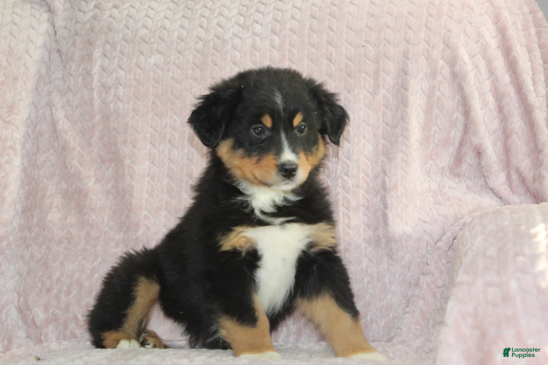 Australian Shepherd dogs for sale: Parker - Ad 1