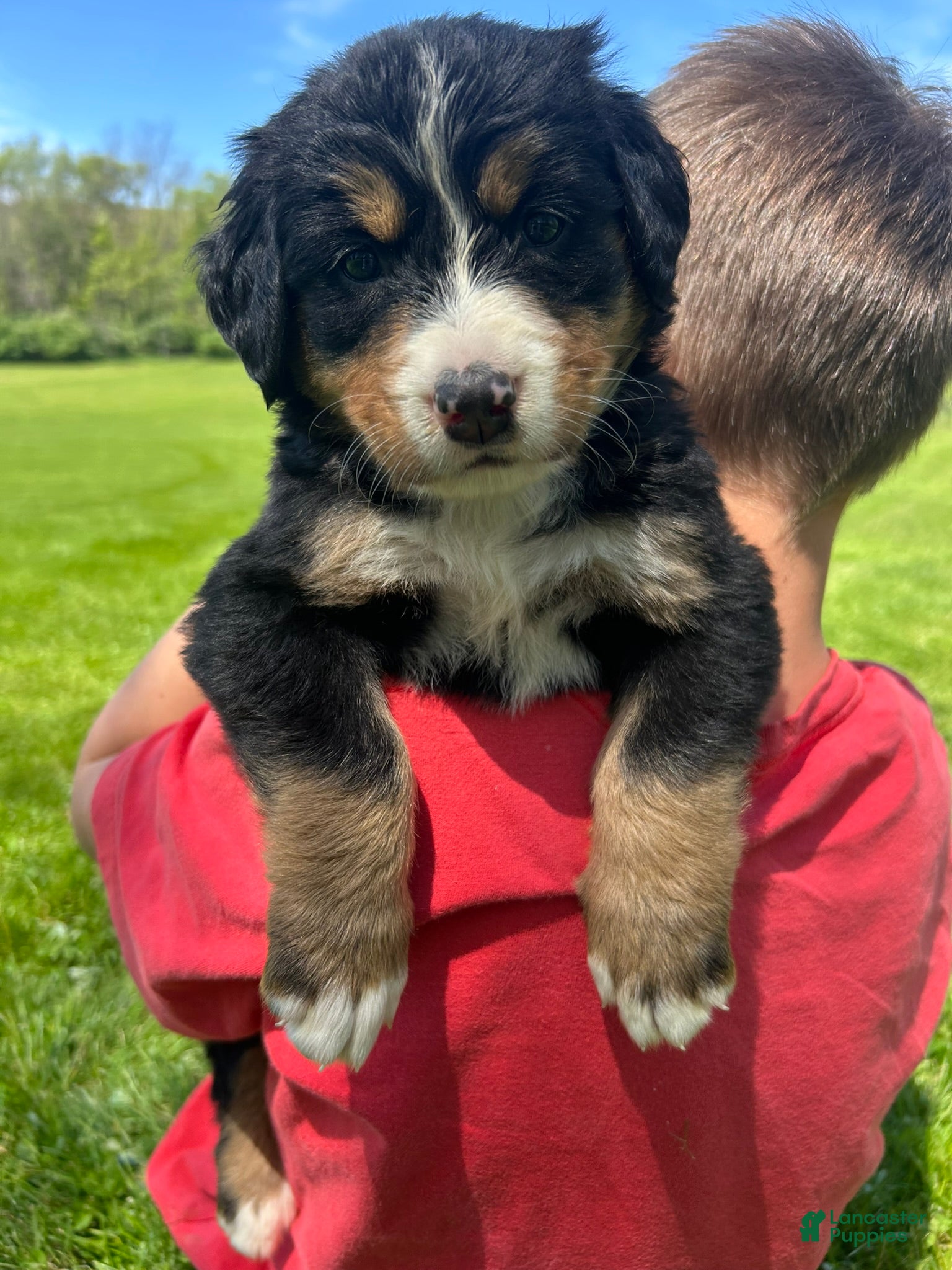Bernese Mountain Dog dogs Bernese Mountain Dog Puppy 4 - Ad 6
