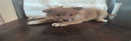 Shiba Inu dogs for sale: Rosemary  - Ad 4