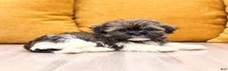 Havanese dogs for sale: Ashley - Ad 3