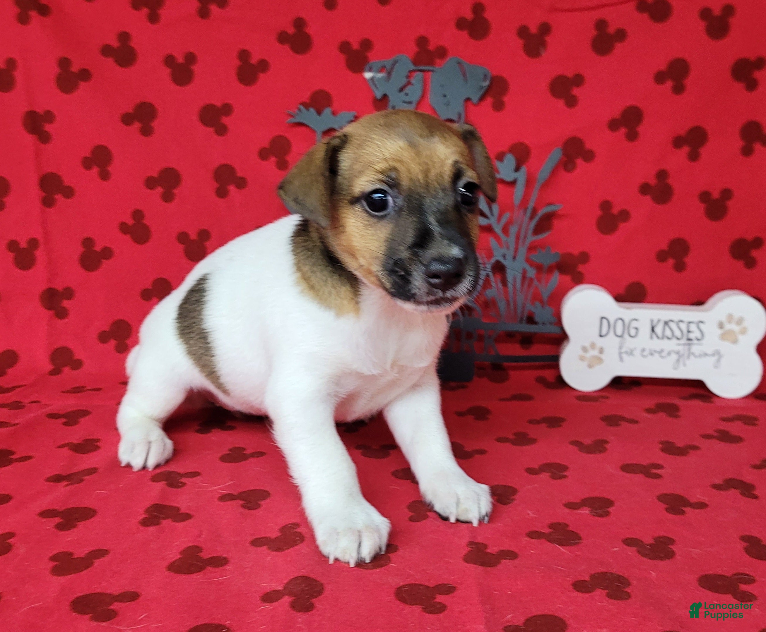 Jack Russell Terrier dogs CKC "Roxi" delivery available  - Ad 2