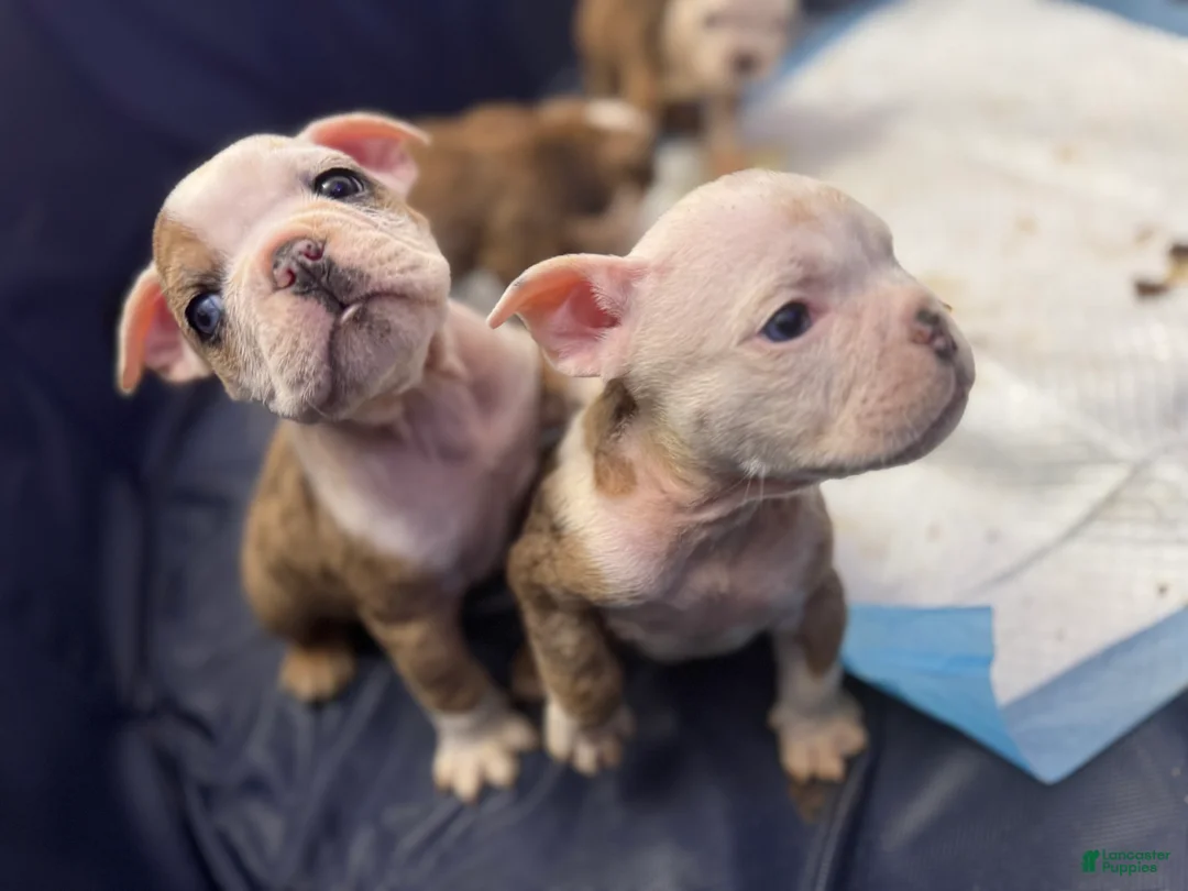 English Bulldog dogs for sale: English Bulldog Puppy 4 - Ad 2