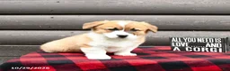 Welsh Corgi Pembroke dogs for sale: Millie - Ad 3