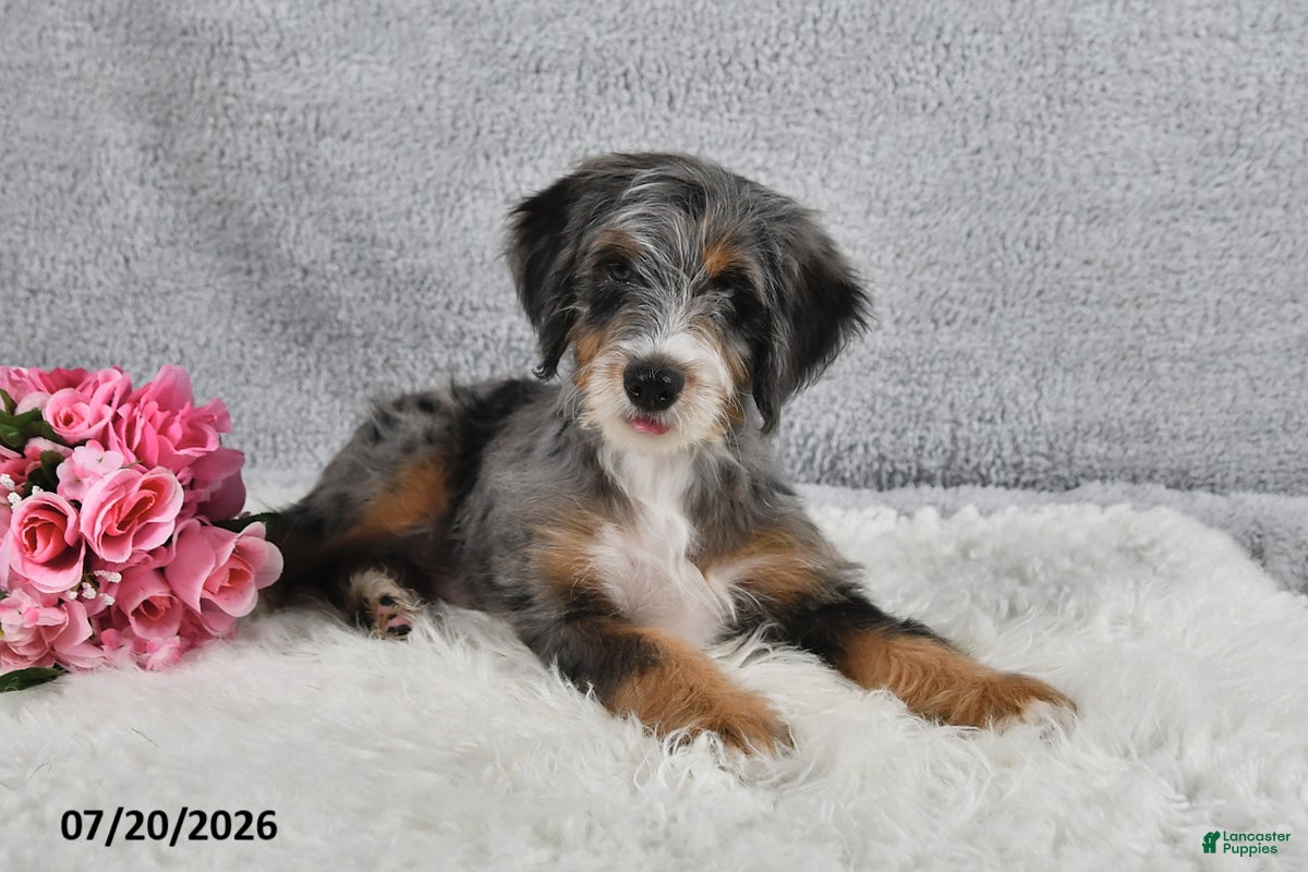 Mini Bernedoodle dogs Winston - Ad 1