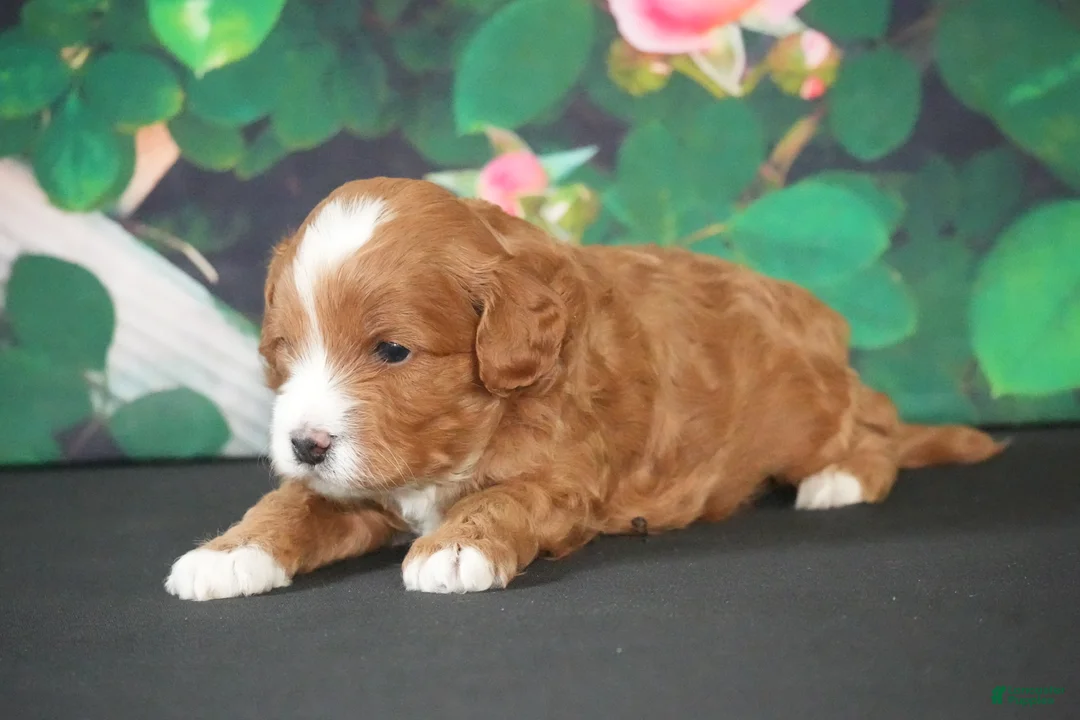 Cavapoo dogs for sale: Larry  - Ad 1