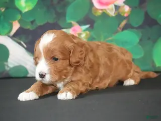 Cavapoo dogs Larry - Ad 7