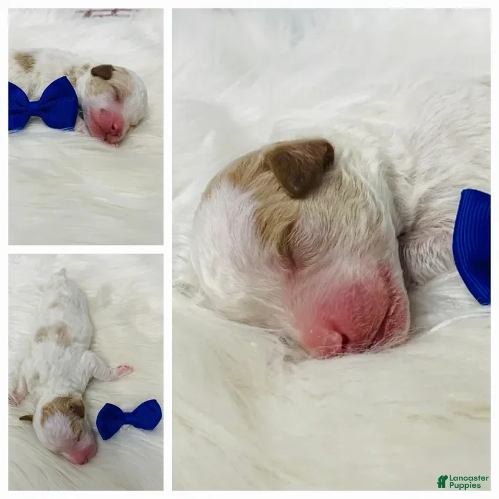 Standard Poodle dogs Austin - Ad 1