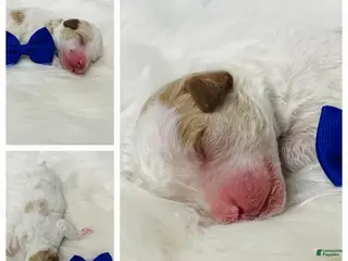 Standard Poodle dogs for sale: Austin - Ad 3