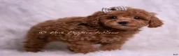 Toy Poodle dogs for sale: Saffron - Ad 3