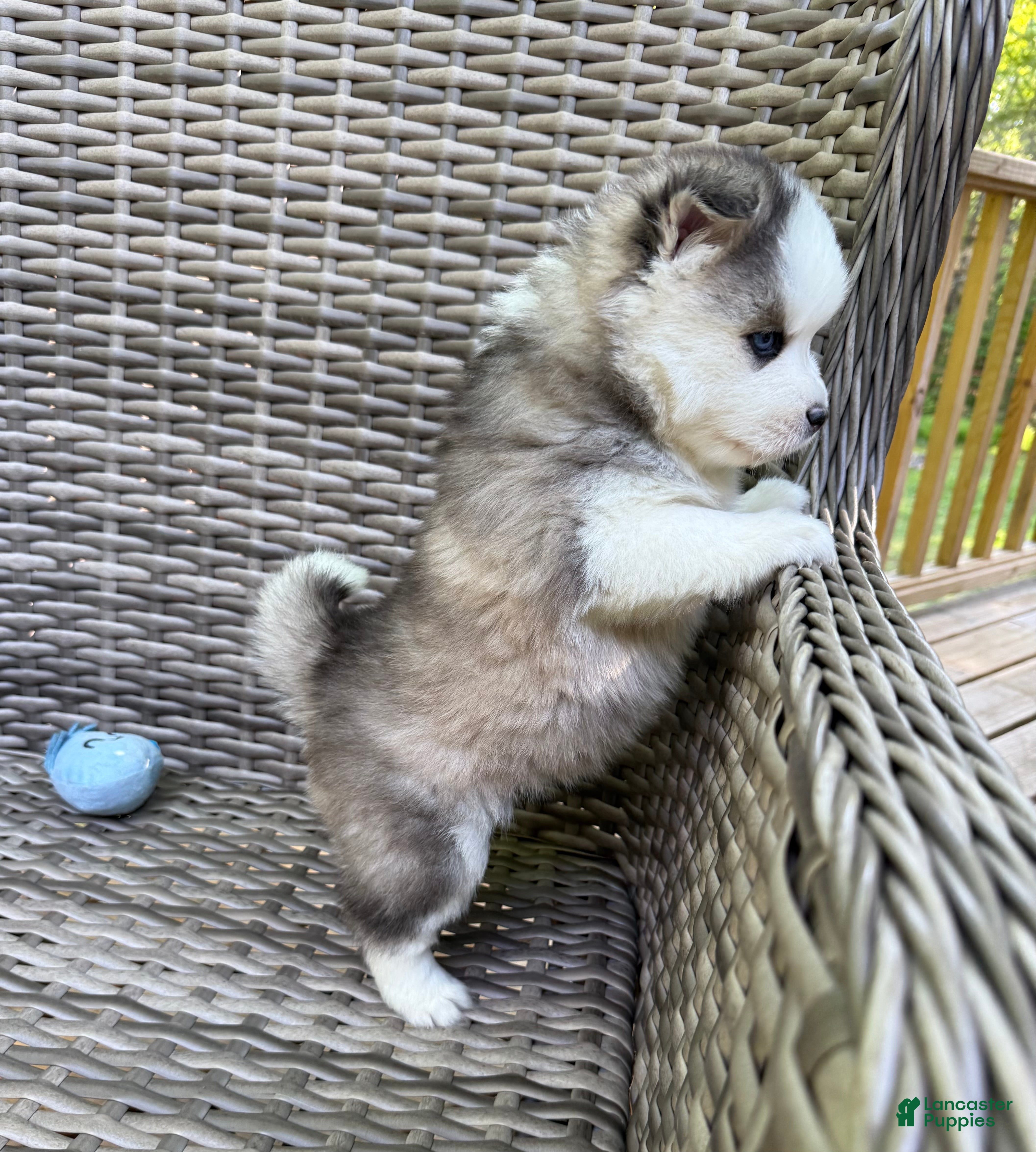 Pomsky dogs Tybalt - Ad 2