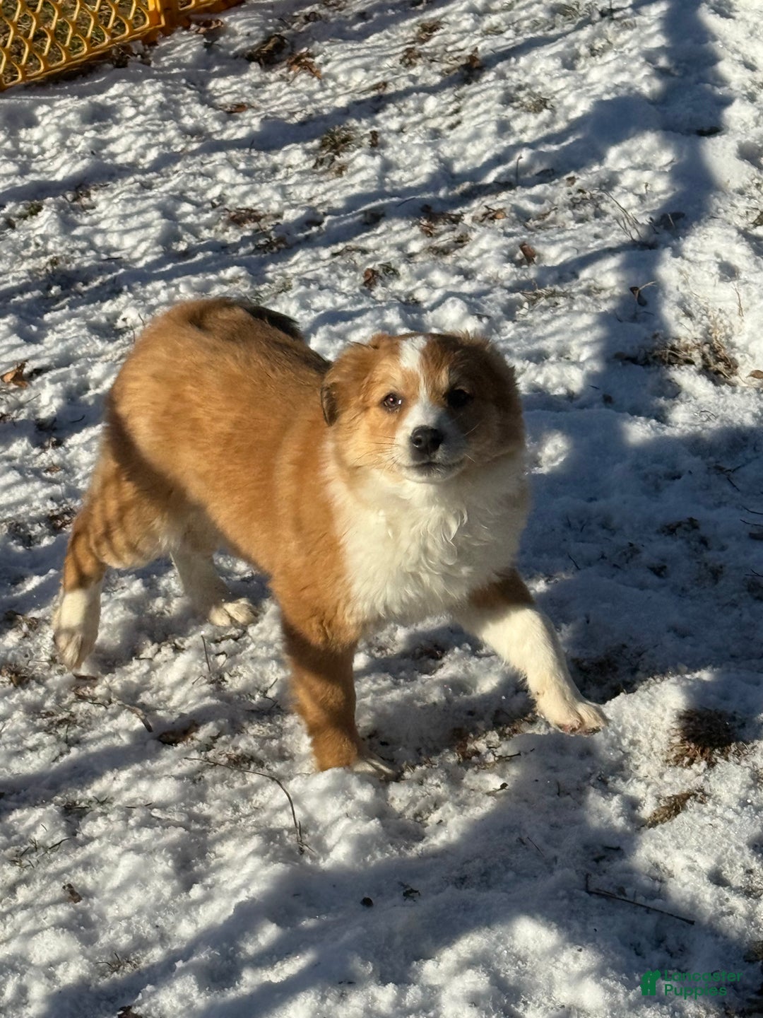 Mixed Breed dogs for sale: Mixed Breed Puppy 2 - Ad 4