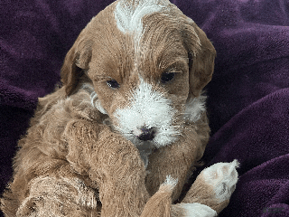 Mini Goldendoodle dogs - Ad 3