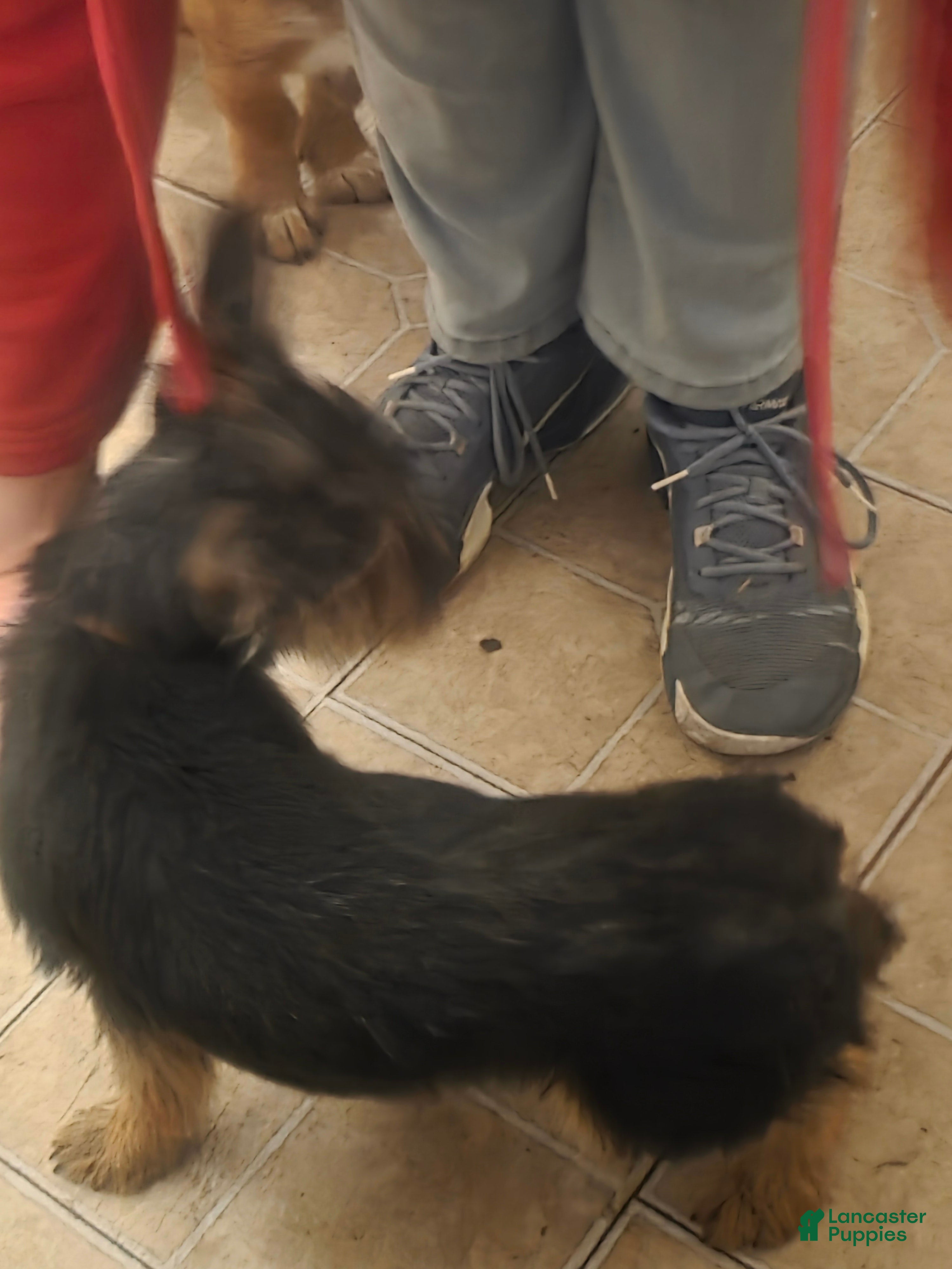 Mixed Breed dogs Mia - Ad 15