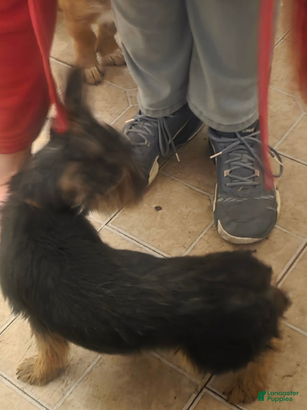 Mixed Breed dogs for sale: Mia - Ad 1