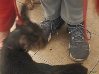 Mixed Breed dogs Mia - Ad 36