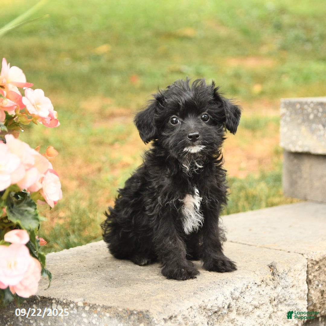 Yorkiepoo dogs for sale: Barbie - Ad 1