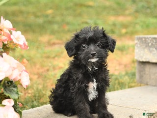 Yorkiepoo dogs Barbie - Ad 23