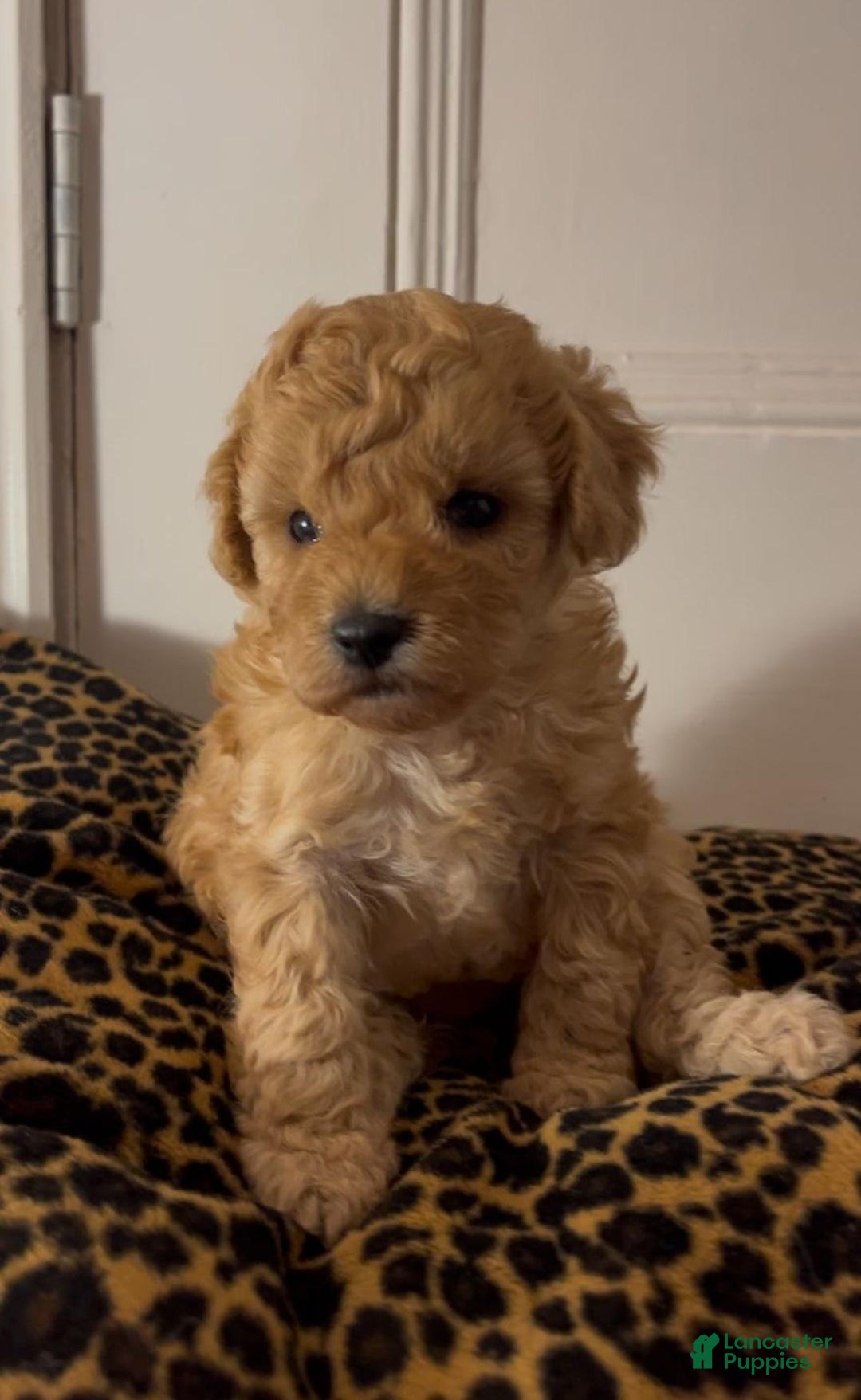 Maltipoo dogs for sale: Sara - Ad 8