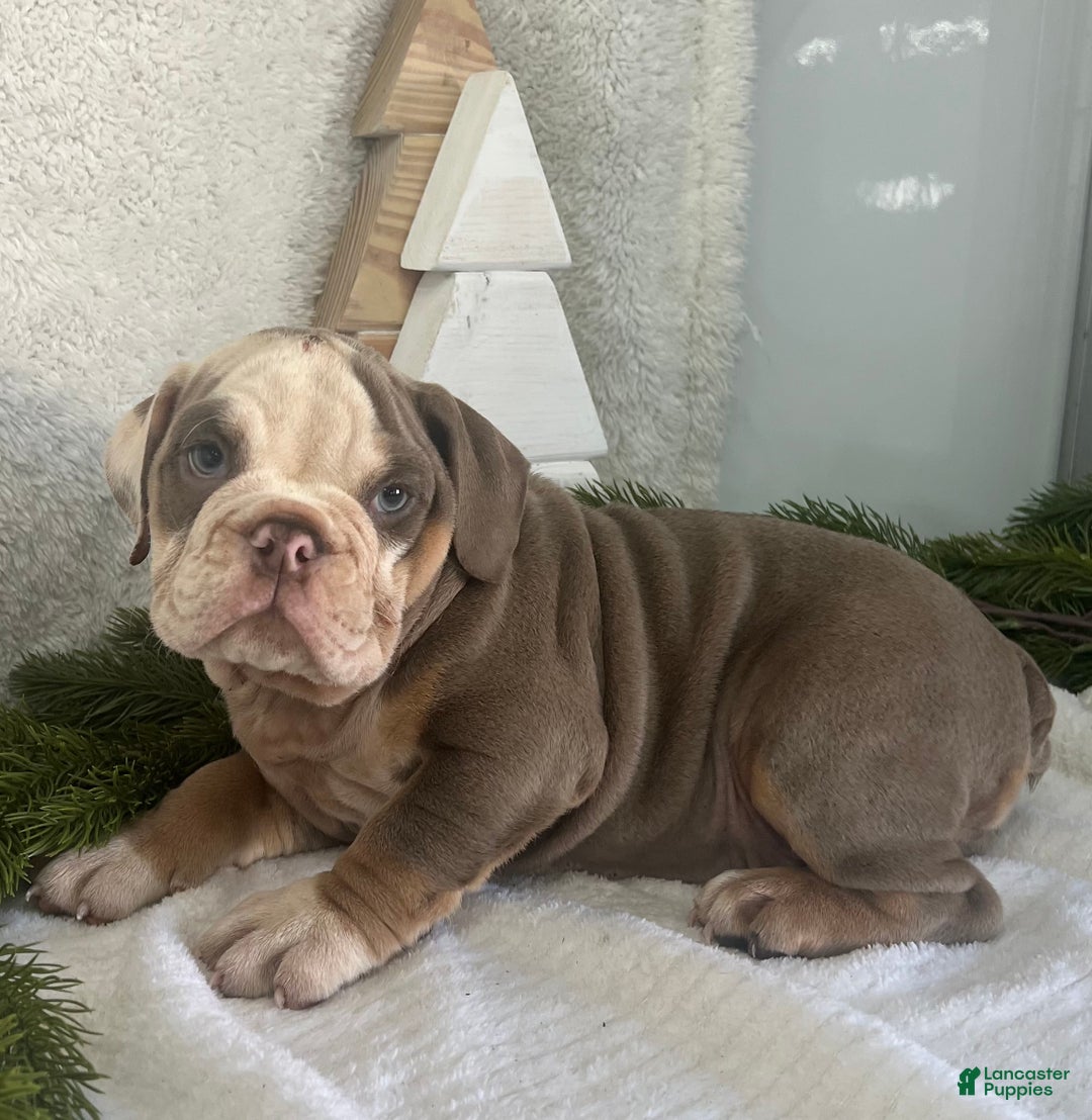 English Bulldog dogs for sale: Gibson - Ad 2