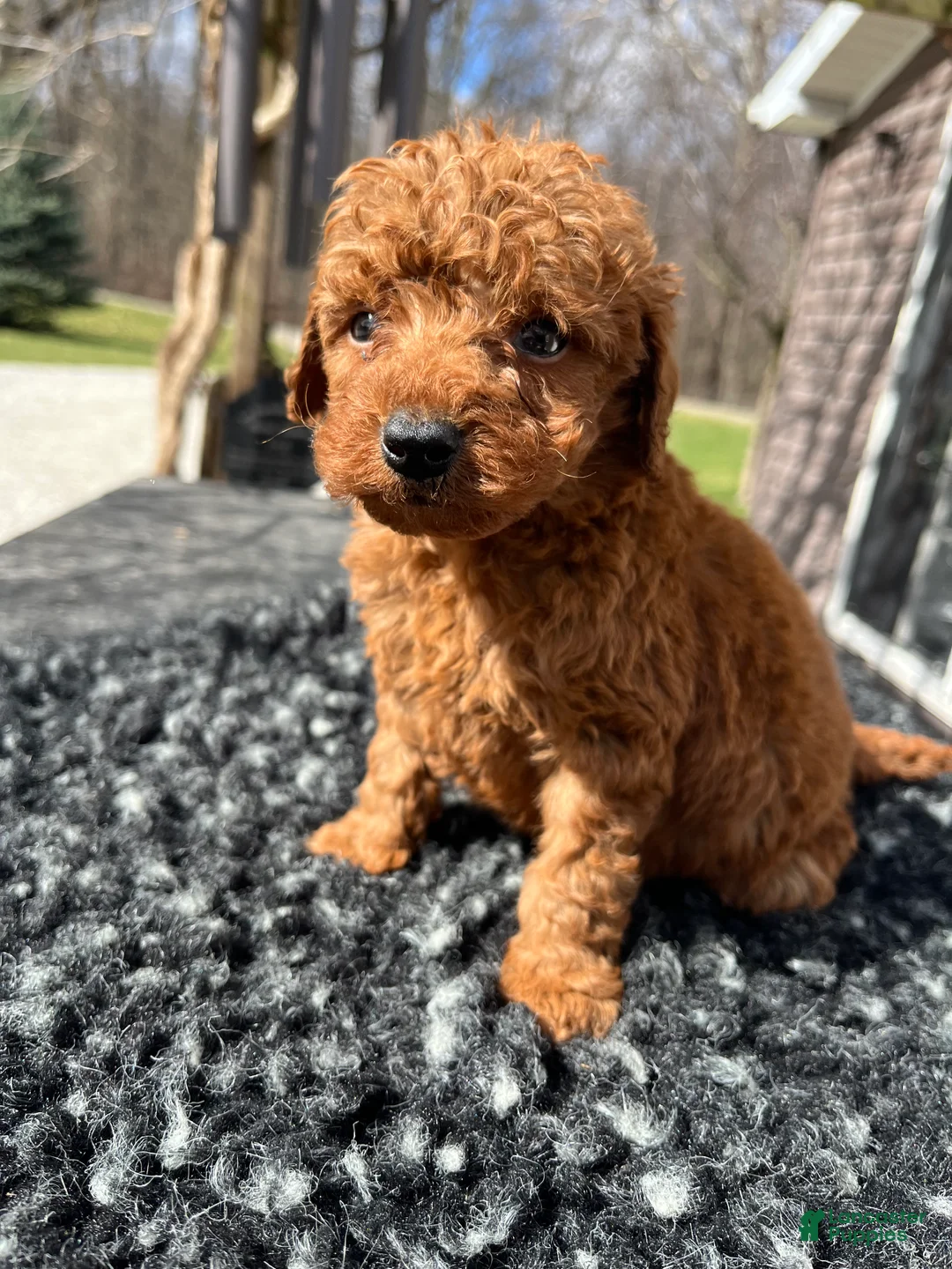 Mini Goldendoodle dogs for sale: Teddy - Ad 1