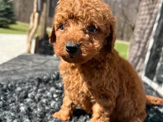 Mini Goldendoodle dogs for sale: Teddy - Ad 3