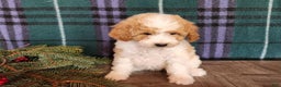 Mini Goldendoodle dogs for sale: Oma - Ad 8