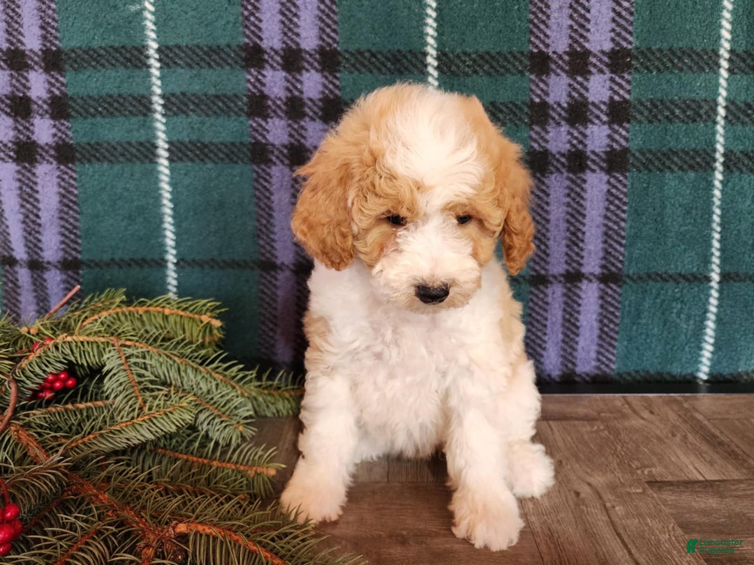 Mini Goldendoodle dogs for sale: Oma - Ad 8
