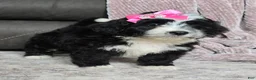 Mini Bernedoodle dogs for sale: Mini Wendy - Ad 12
