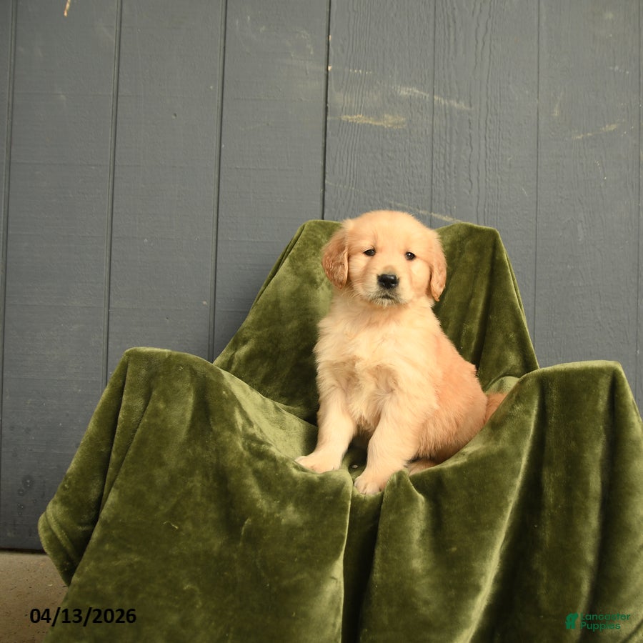 Golden Retriever dogs Wilbur - Ad 2