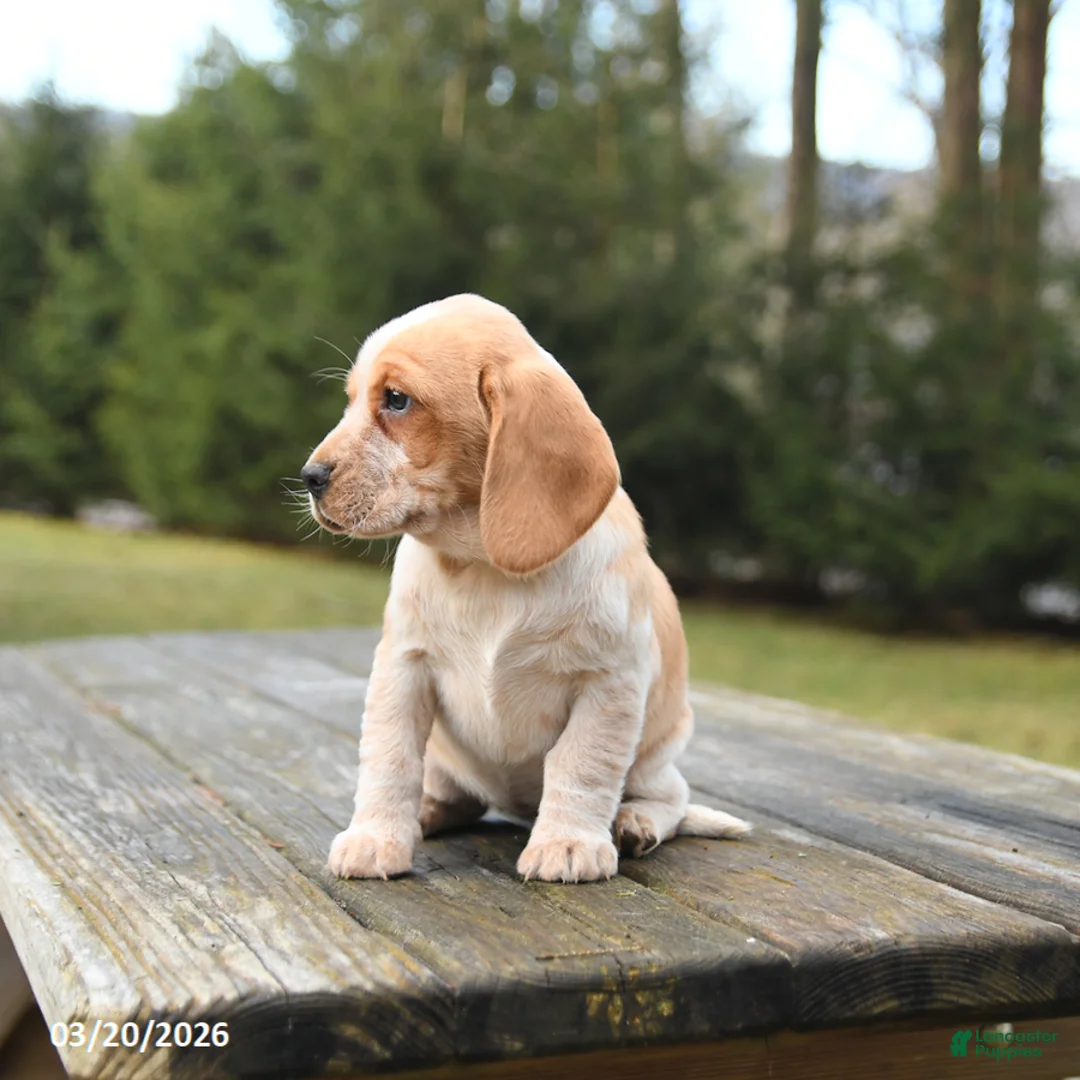 Beagle dogs for sale: Bailey - Ad 3