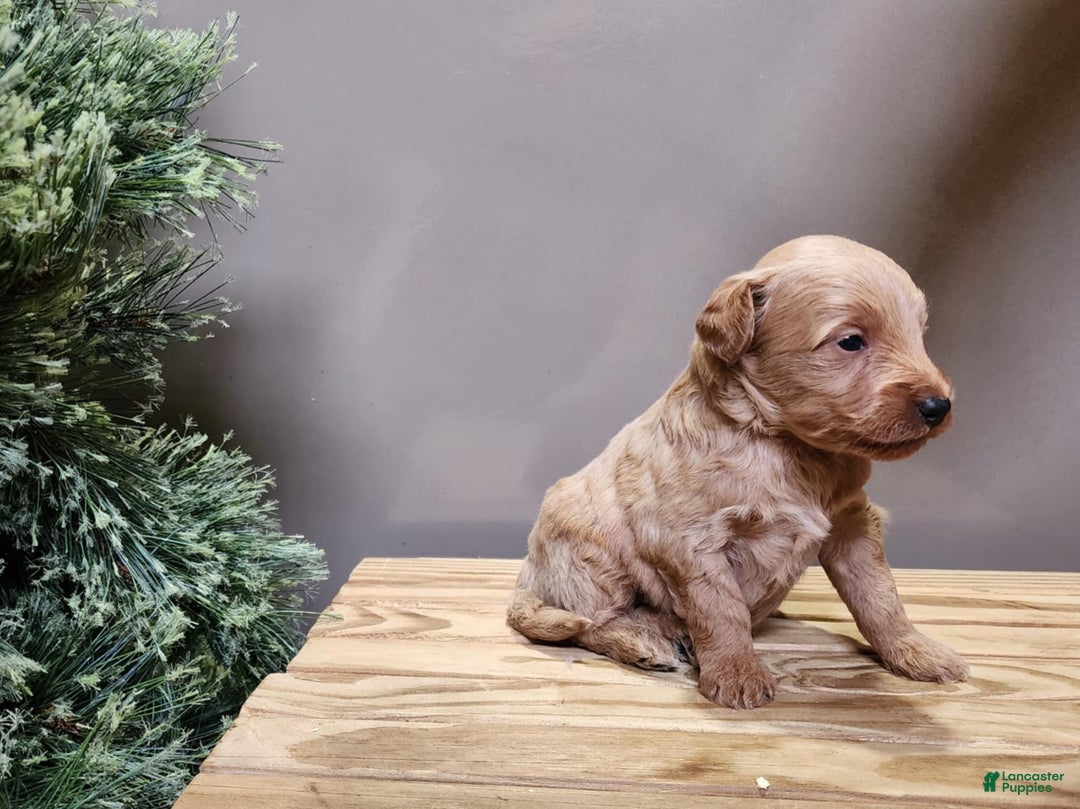 Mini Goldendoodle dogs for sale: Reno - Ad 5