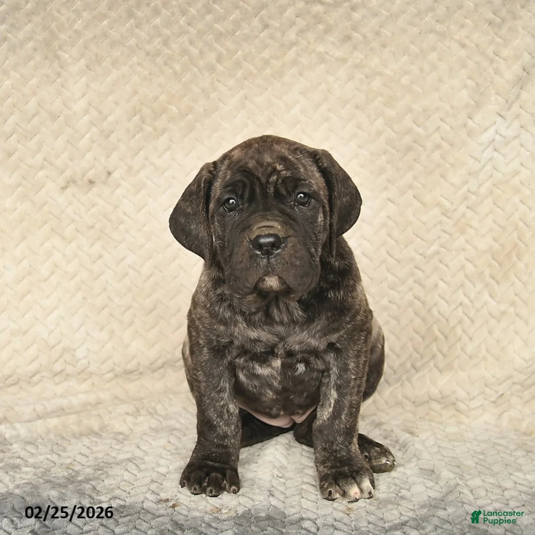 Cane Corso dogs for sale: Vivian  - Ad 3