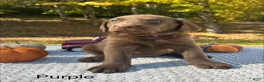Labrador Retriever 1