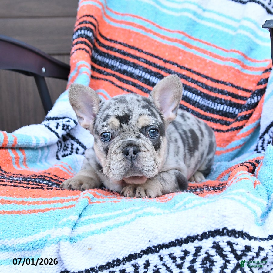 Mixed Breed dogs Checkers - Ad 1