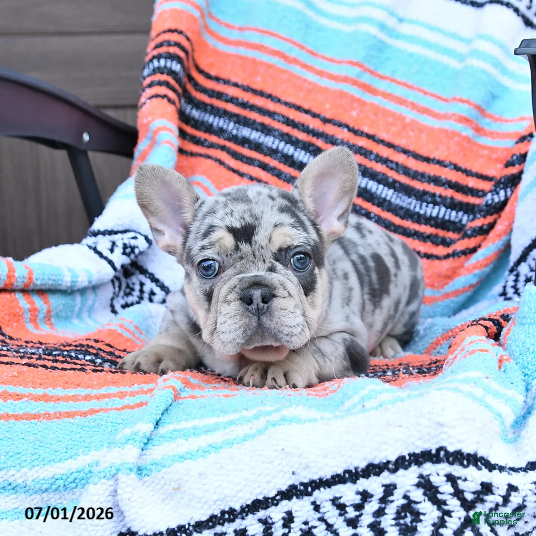 Mixed Breed dogs for sale: Checkers - Ad 1
