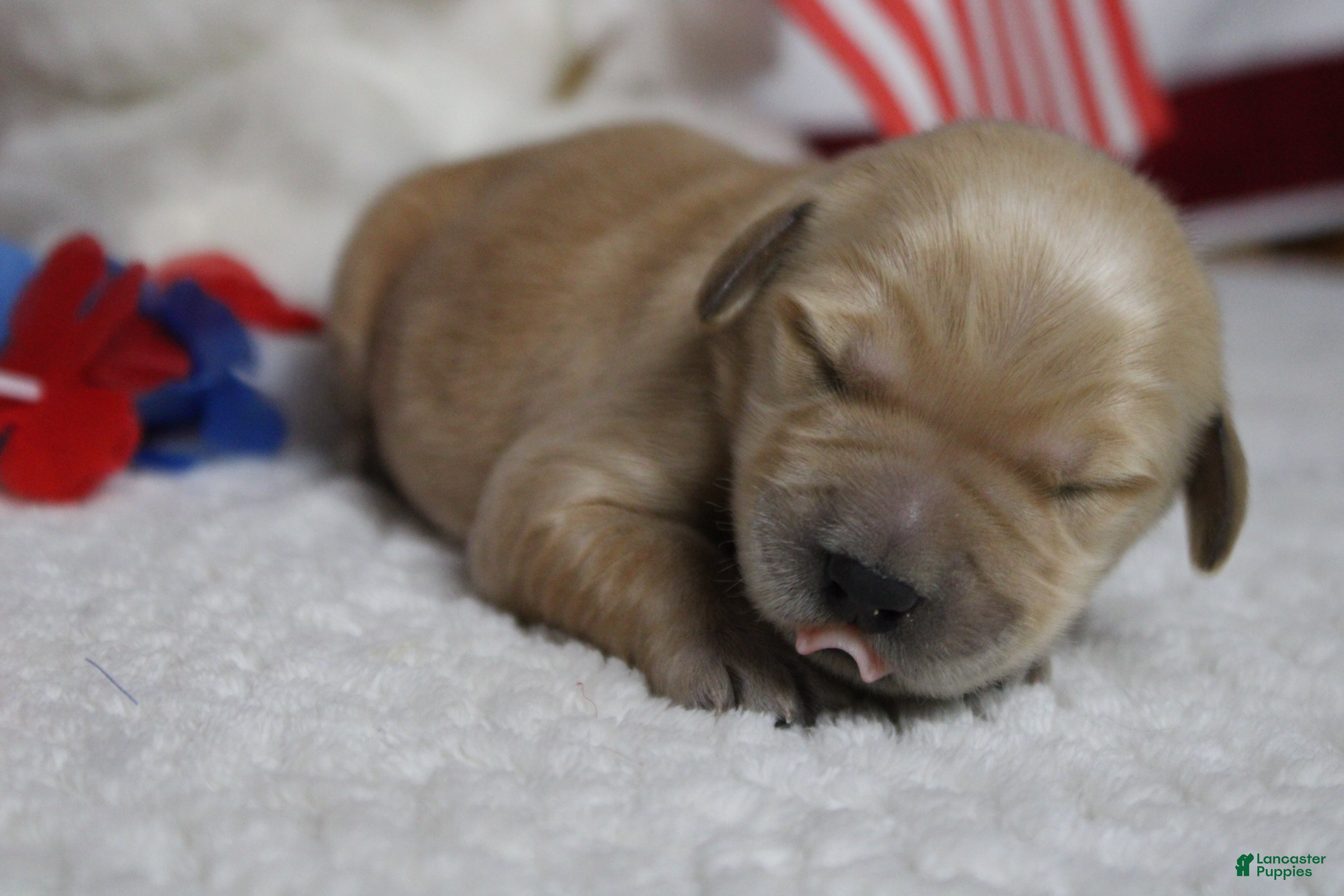 Golden Retriever dogs Babka - Ad 20