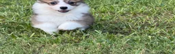 Welsh Corgi Pembroke dogs for sale: Fluffy Sable - Ad 7