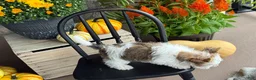 Yorkshire Terrier dogs for sale: Timmy - Ad 16