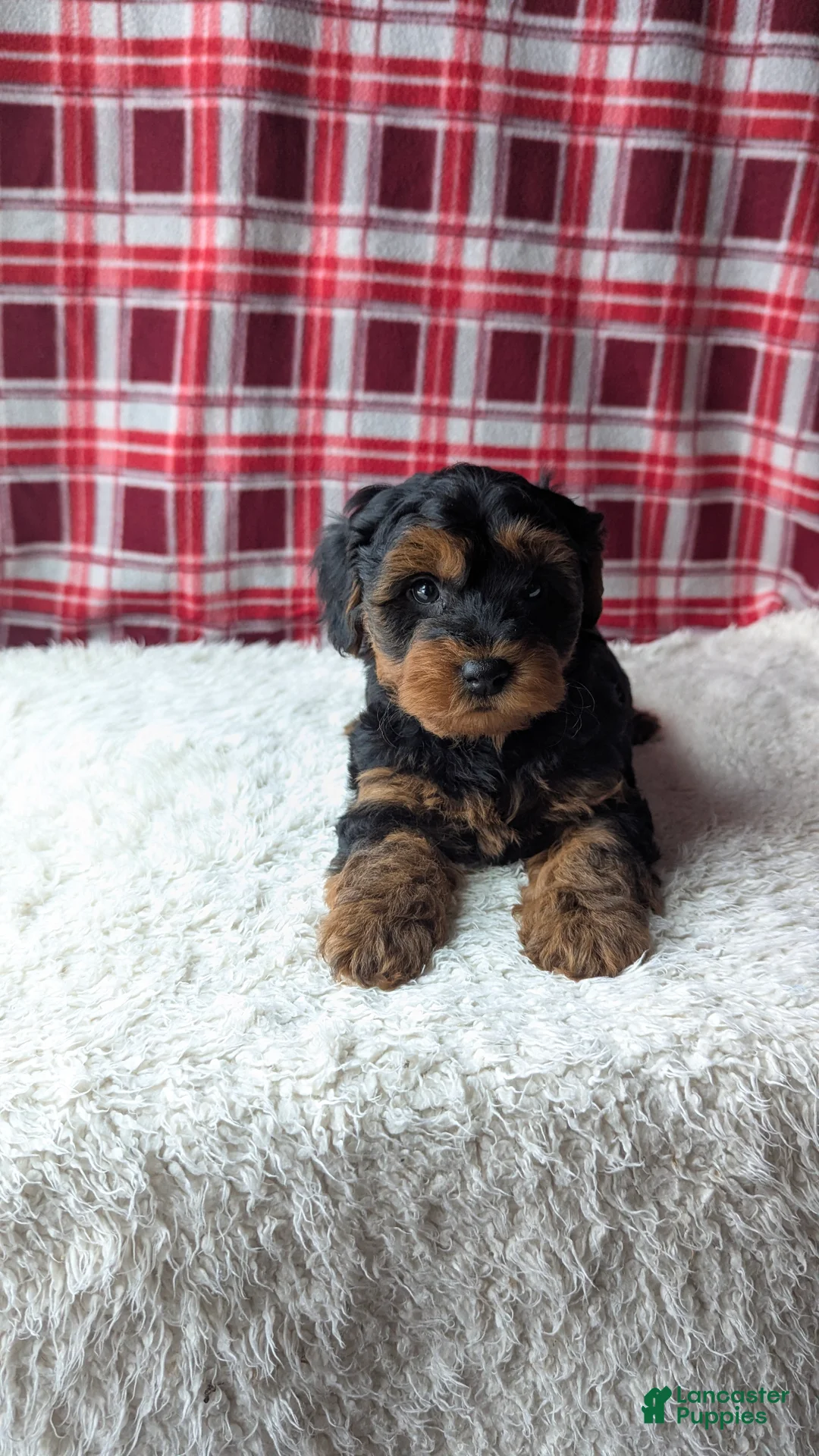 Yorkiepoo dogs for sale: Apollo - Ad 11