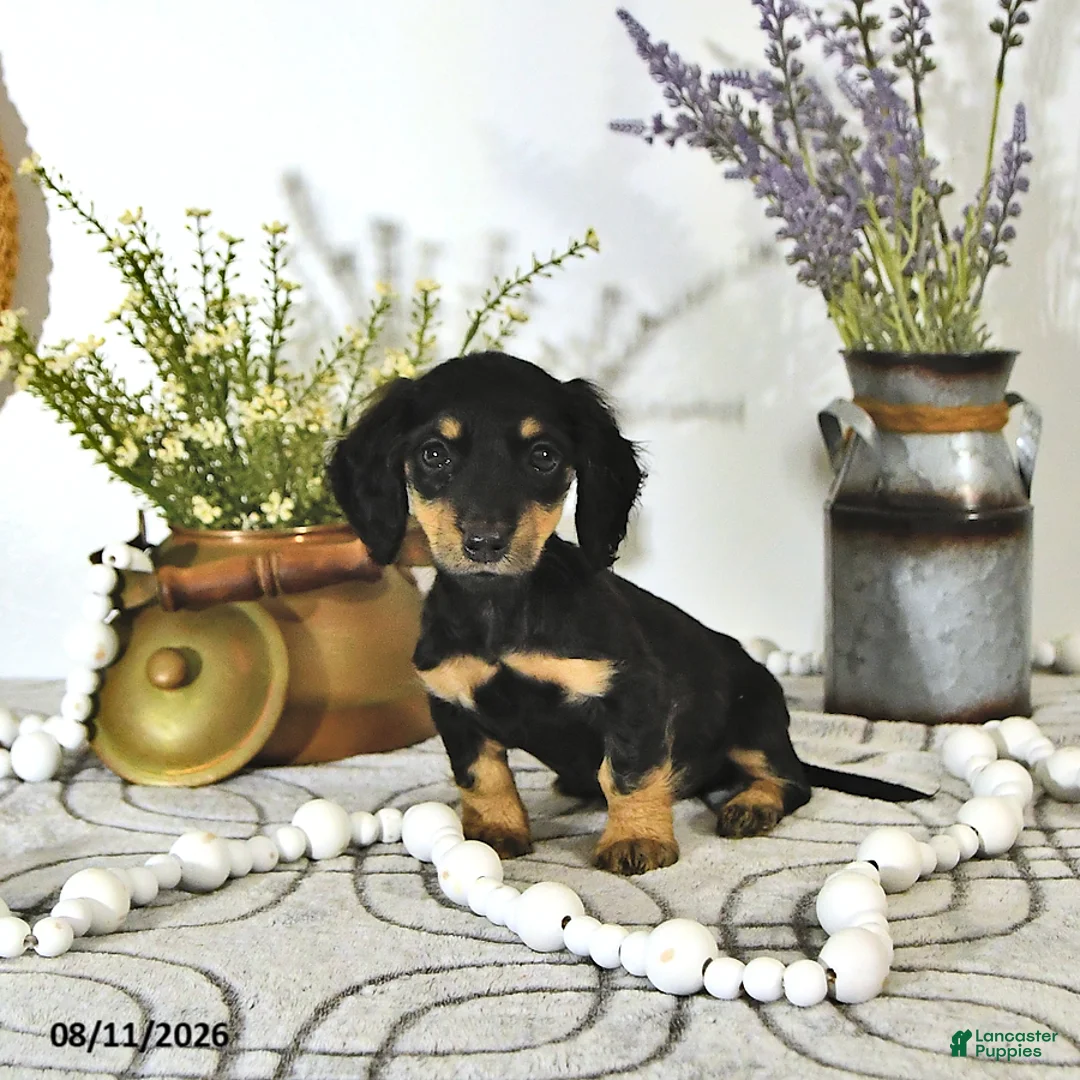 Miniature Dachshund dogs for sale: Darcy - Ad 1
