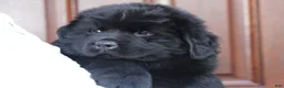 Newfoundland dogs for sale: Theo - Ad 19